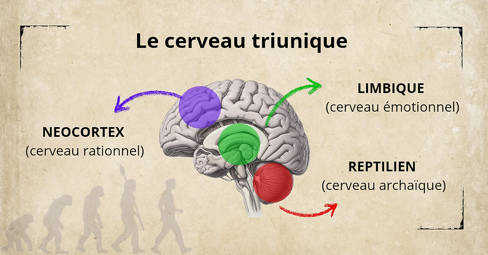 illustration du cerveau triunique montrant le néocortex ( rationnel) le cerveau limbique ( émotionnel), et le cerveau reptilien ( archaïque)