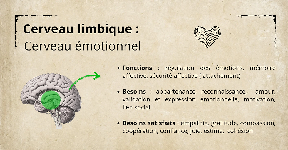 illustration le cerveau limbique : fonctions, besoins