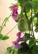 Urban Garden Design, Edible Planting