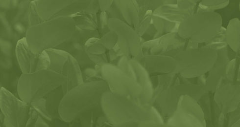Registered Master Landscapers Logo