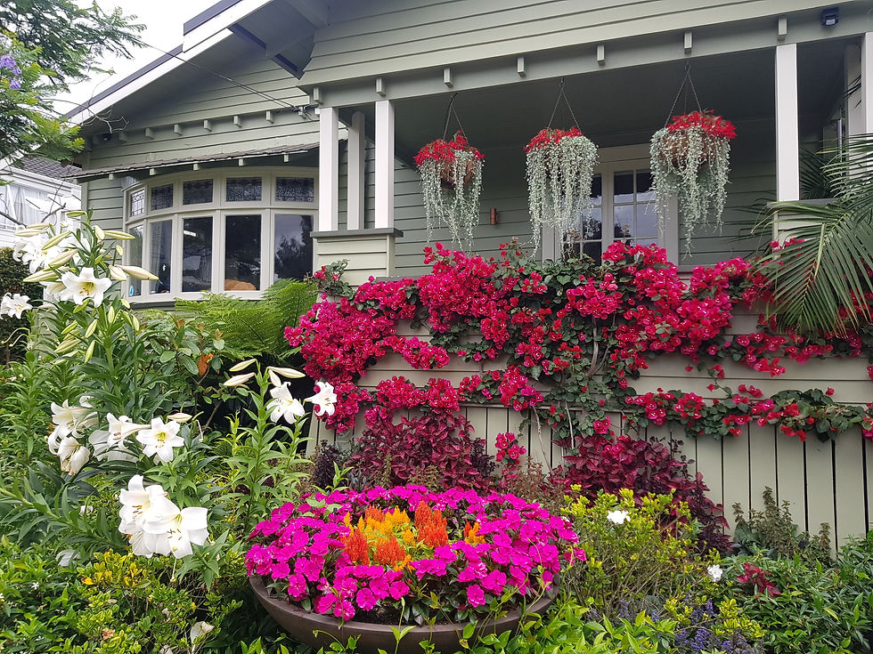 Professional garden maintenance of a lush and colourful Auckland garden