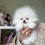 Thumbnail: Pomeranian 