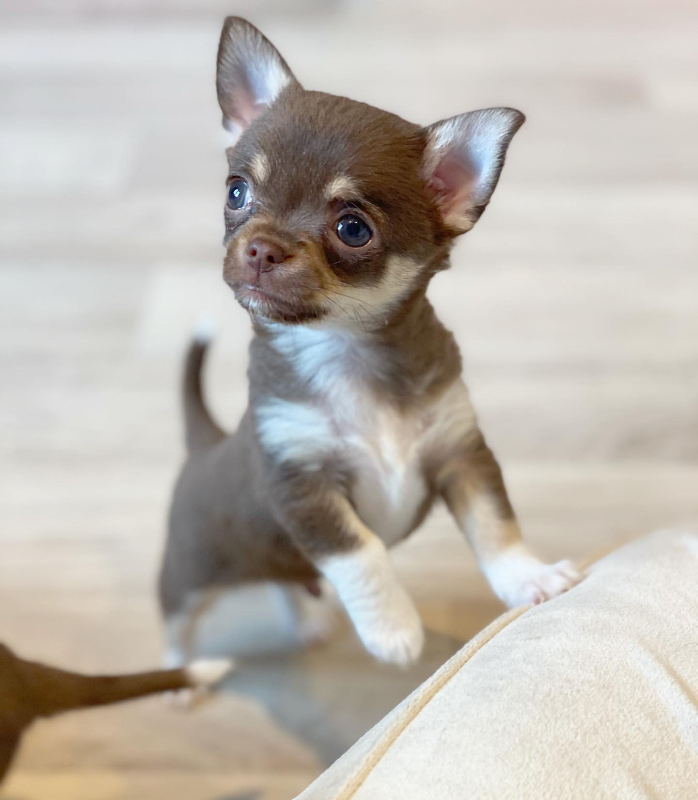 Chihuahua 