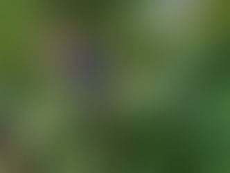 Stadsgeneeskunde; generale effectieve preventie in steden