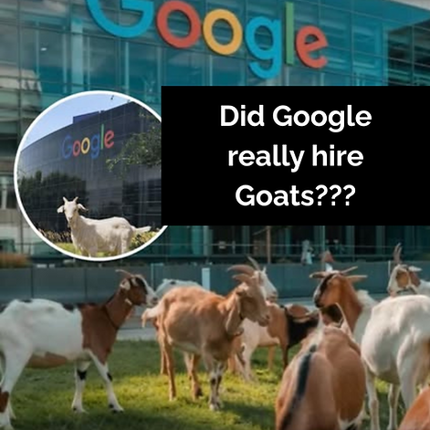 Google Goats