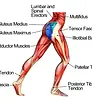 lumbar-diagram