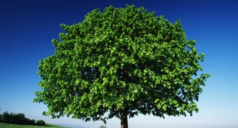 ree