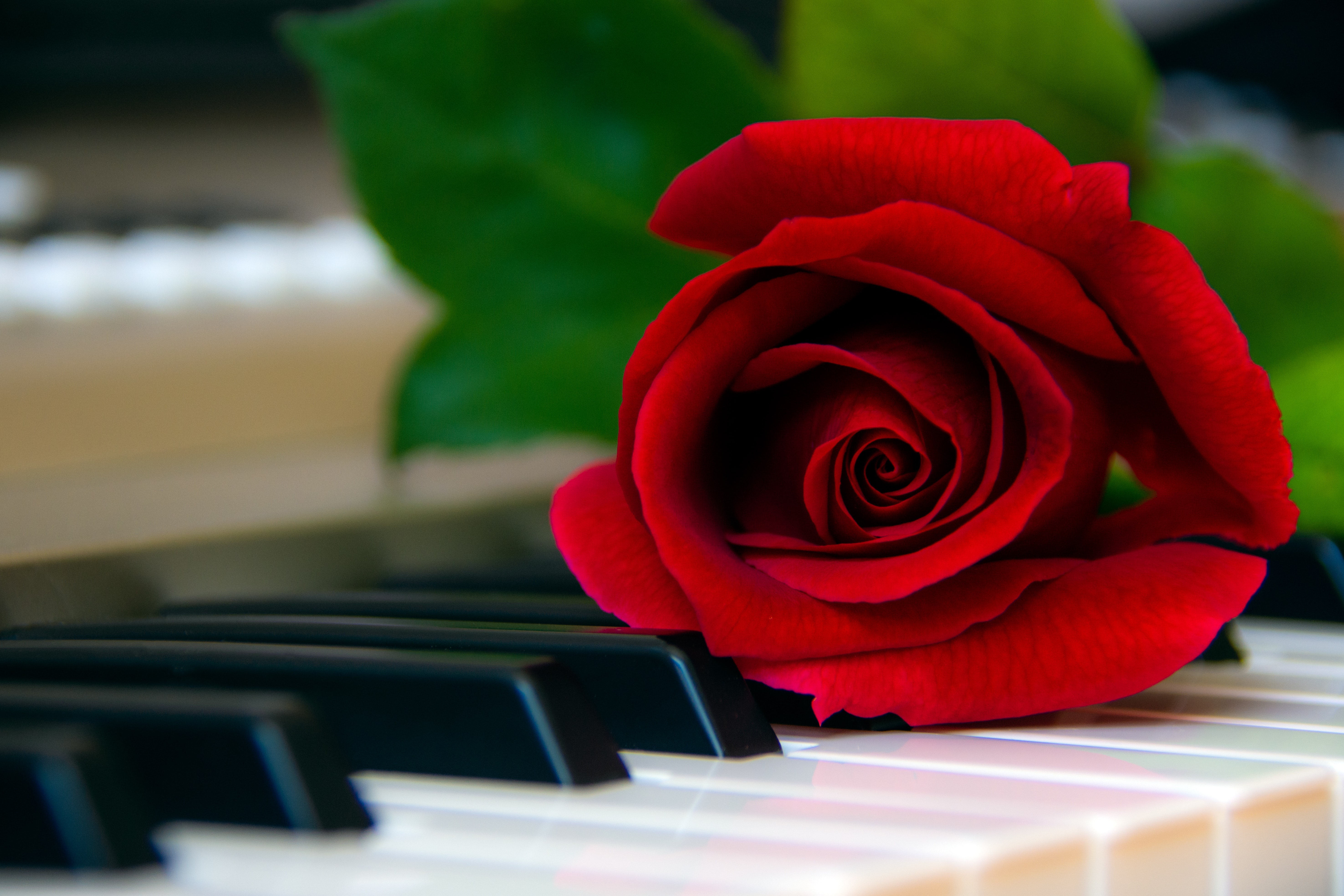 red rose rag player piano red rose rag player piano