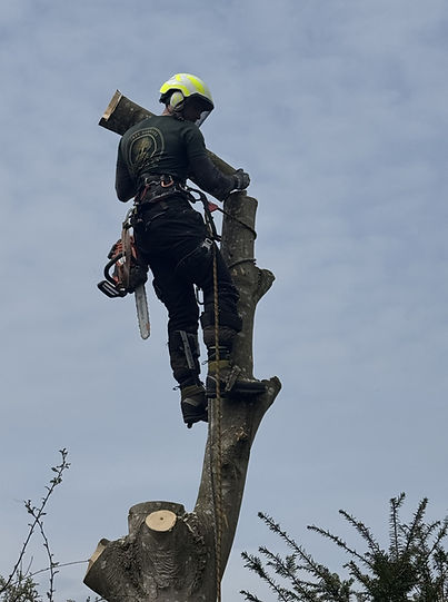 Tree removal in Derby