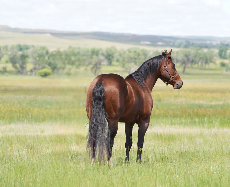 Hope He's Stylish, Equine Elite's Quarter Horse breeding stallion