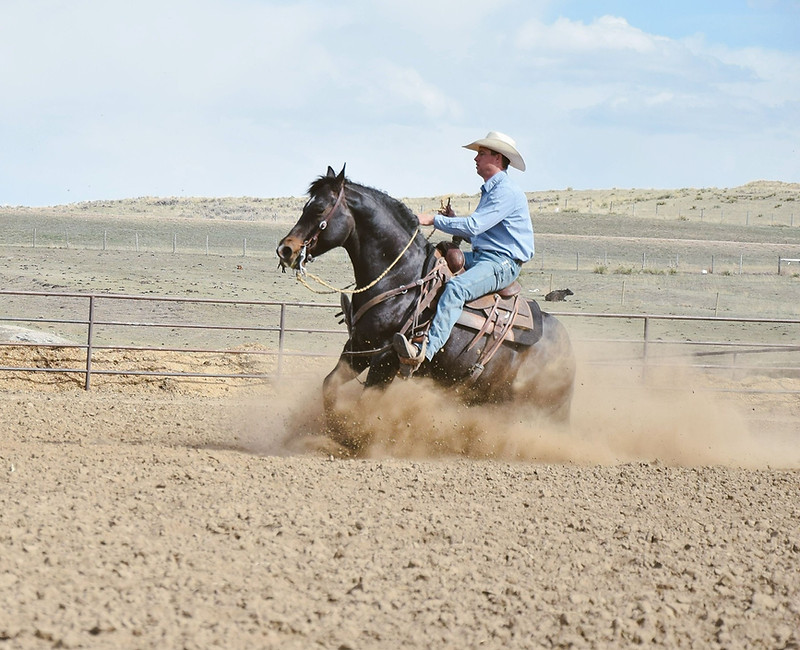 Performance cow horse for sale near Moorcroft, Wyoming