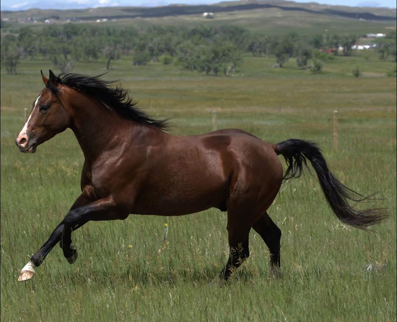 Colt starting and horse training in Moorcroft, Wyoming