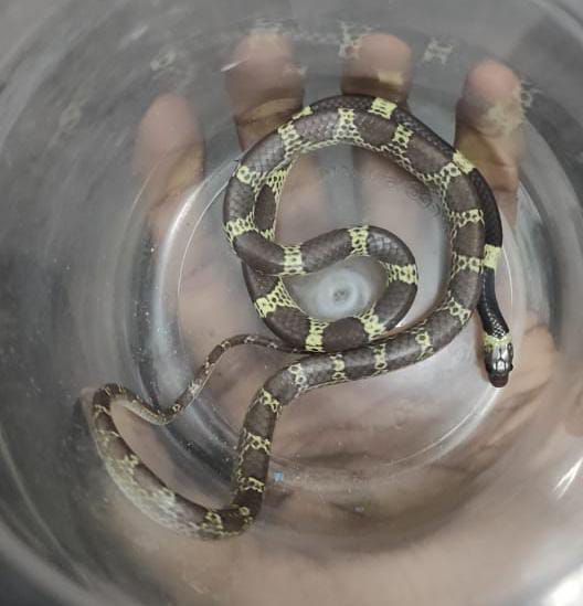 Snake Rescues Under Spotlight: Expert Calls for Safety, Training and Legal Compliance