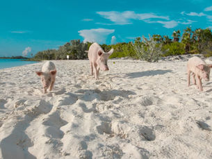 Meet Exuma's Adorable and Famous Swimming Pigs