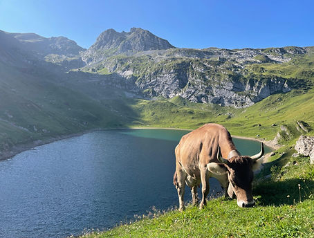 Kuh vor Bergkulisse