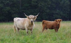 Monte daughter Echelon with Jordyn