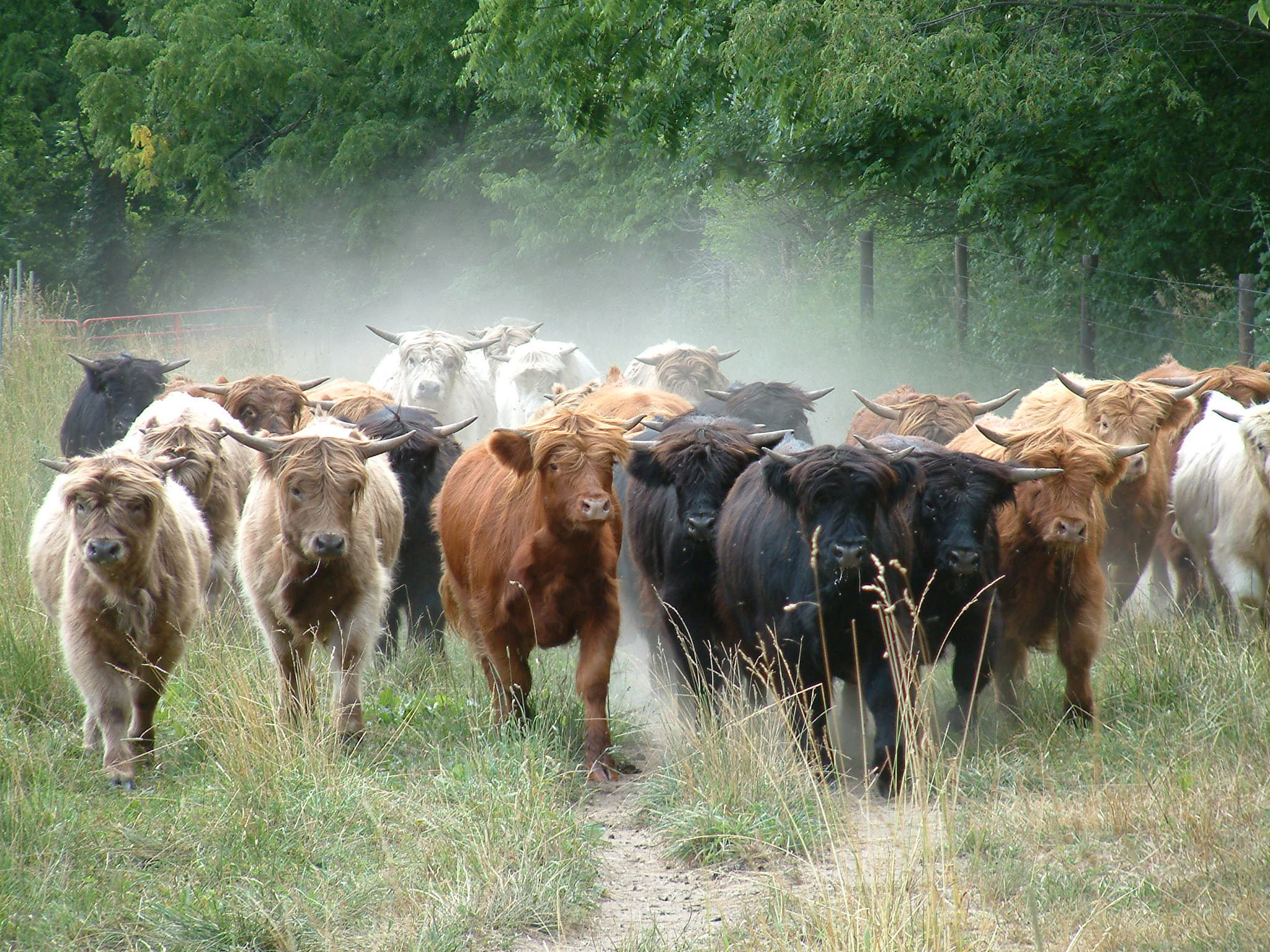 Home Leawhitefarms