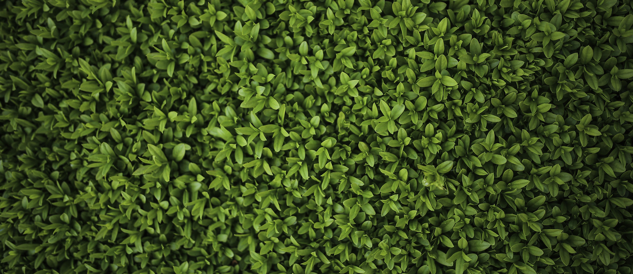 close-up-green-bush.jpg