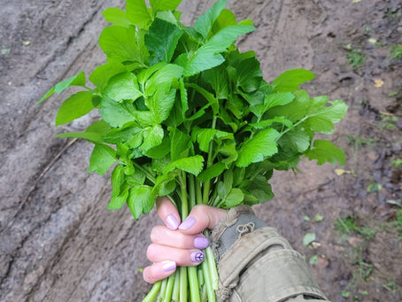 The Privilege of Learning to Forage: Why Wild Food Education Must Change