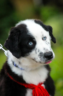 Цуценята мініатюрної американської вівчарки вчаться ходити