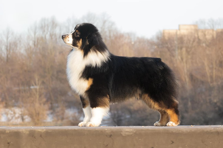 UNIVERSE OF UNICORNS ALEO
FOR SWEET WORLD