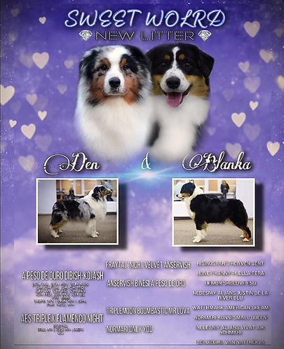 Australian Shepherd litter "H"