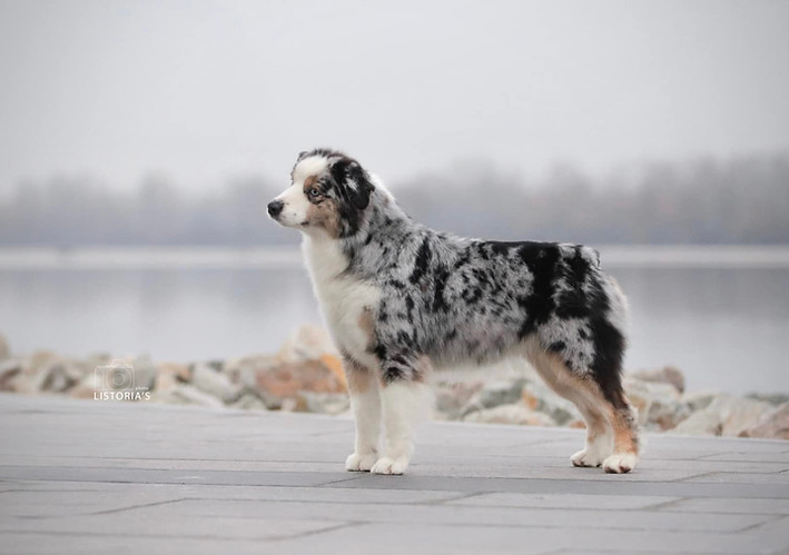 SWEET WORLD MOON OF THE SHINE