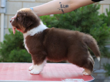 Цуценята австралійської вівчарки граються на вулиці