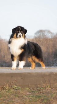 UNIVERSE OF UNICORNS ALEO FOR SWEET WORLD