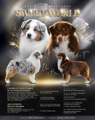 Australian Shepherd litter T