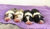Australian Shepherd puppies 4 weeks old sitting on blanket