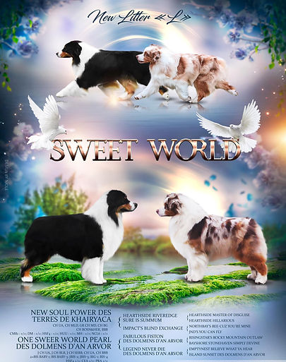 Australian Shepherd litter "L"