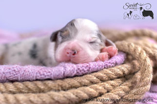 Цуценята австралійської вівчарки граються на вулиці