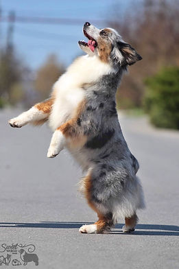 Miniature American Shepherd posing on a meadow