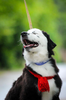 Miniature American Shepherd puppies learning to walk