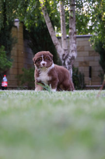 Цуценята австралійської вівчарки граються на вулиці