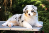 Australian Shepherd puppies 4 weeks old sitting on blanket