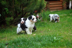 Цуценята австралійської вівчарки на ковдрі