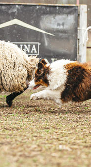 ALBA DOMINUS BORNED
FROM SWEET WORLD