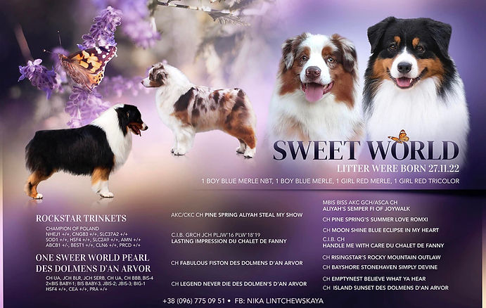 Australian Shepherd litter "N"