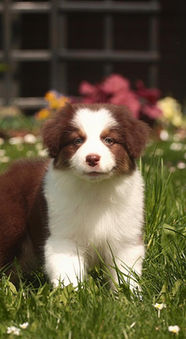 ALBA DOMINUS BORNED
FROM SWEET WORLD