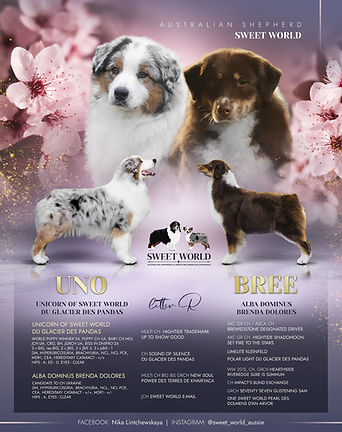 Australian Shepherd litter "R"