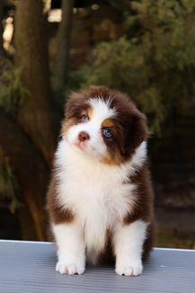 Цуценята австралійської вівчарки, 4 тижні, сидять на ковдрі