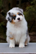 Цуценята австралійської вівчарки, 4 тижні, сидять на ковдрі