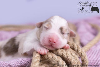 Цуценята австралійської вівчарки граються на вулиці