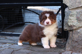 Australian Shepherd puppy