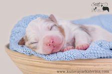 Australian Shepherd puppies 4 weeks old sitting on blanket