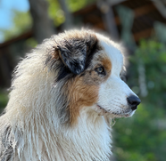UNICORN OF SWEET WORLD DU GLACIER DES PANDAS