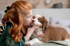 Цуценята австралійської вівчарки