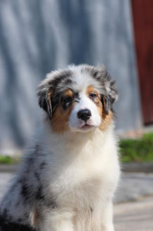 Цуценя австралійської вівчарки з блакитним мерлем.